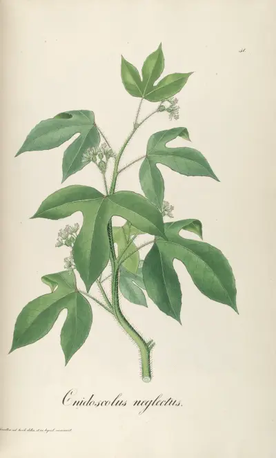 Cnidoscolus neglectus av Johann Baptist Emanuel Pohl