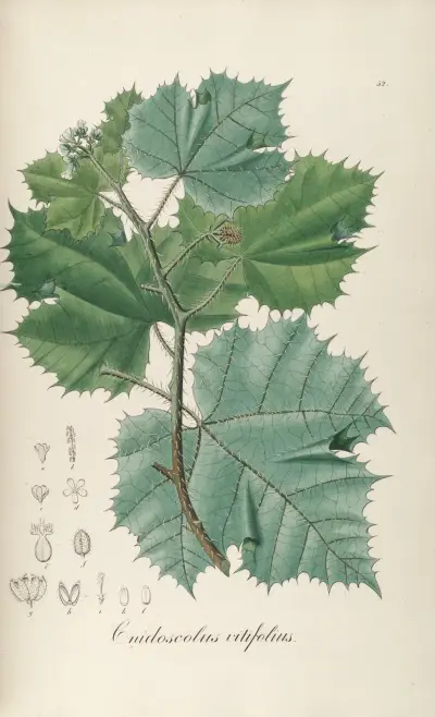 Cnidoscolus vitifolius av Johann Baptist Emanuel Pohl