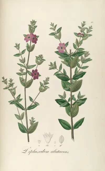 Diplusodon alutaceus av Johann Baptist Emanuel Pohl