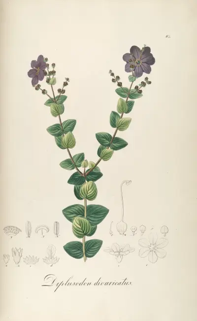 Diplusodon divaricatus av Johann Baptist Emanuel Pohl
