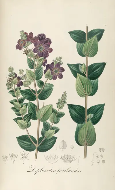Diplusodon floribundus, Johann Baptist Emanuel Pohl