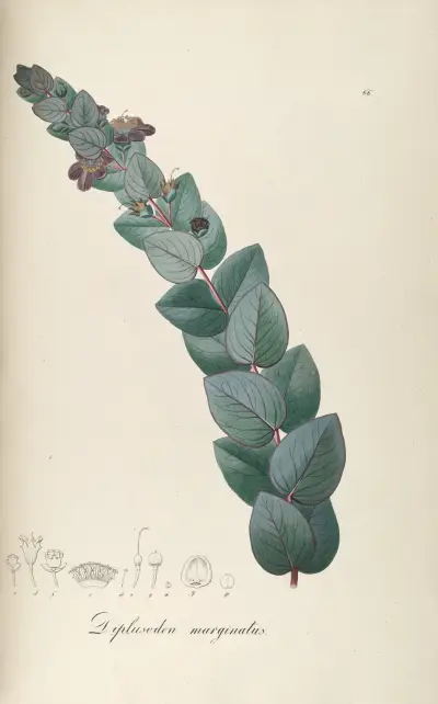 Diplusodon marginatus, Johann Baptist Emanuel Pohl