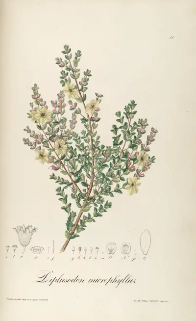 Diplusodon microphyllus von Johann Baptist Emanuel Pohl