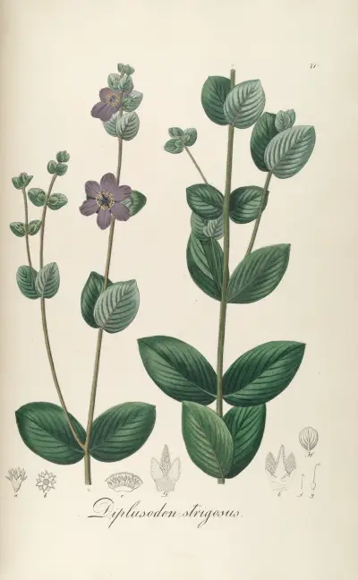 Diplusodon strigosus av Johann Baptist Emanuel Pohl