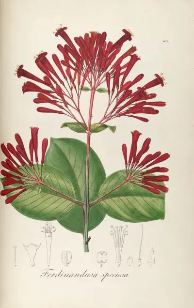 Ferdinandusa speciosa av Johann Baptist Emanuel Pohl