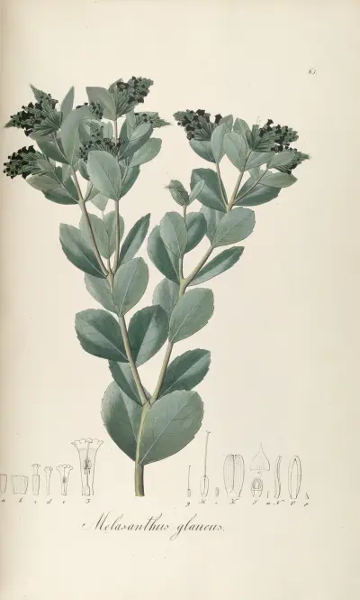 Melasanthus glaucus av Johann Baptist Emanuel Pohl