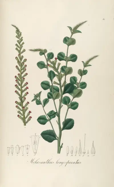 Melasanthus longespicatus von Johann Baptist Emanuel Pohl