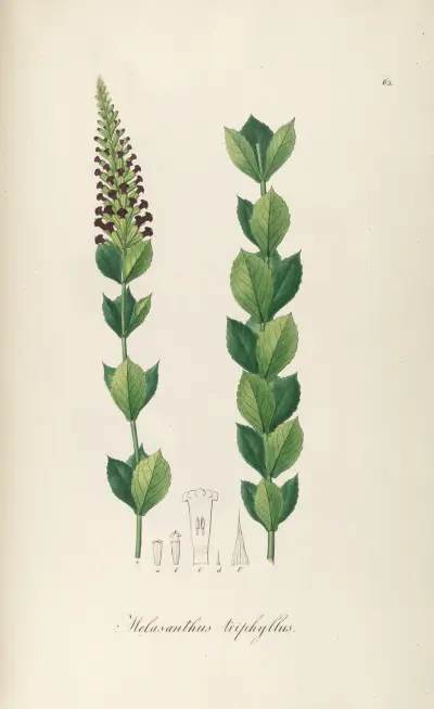 Melasanthus triphyllus av Johann Baptist Emanuel Pohl