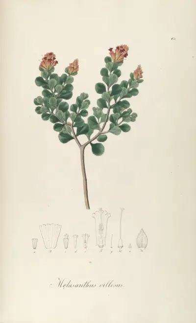 Melasanthus villosus av Johann Baptist Emanuel Pohl
