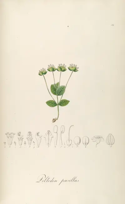 Peltodon pusillus av Johann Baptist Emanuel Pohl