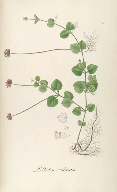 Peltodon radicans av Johann Baptist Emanuel Pohl