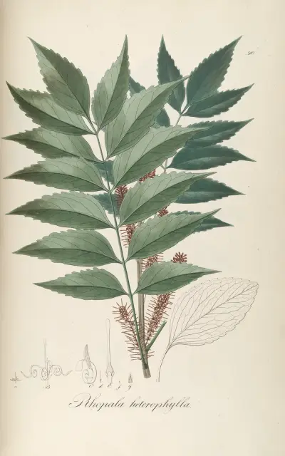 Roupala heterophylla, Johann Baptist Emanuel Pohl