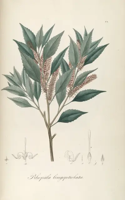 Roupala longepetiolata von Johann Baptist Emanuel Pohl