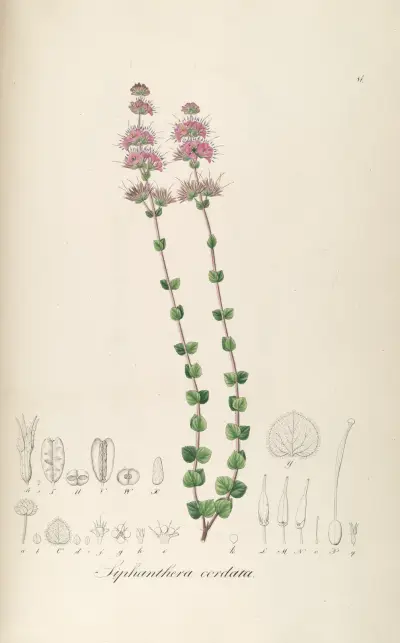Siphanthera cordata av Johann Baptist Emanuel Pohl