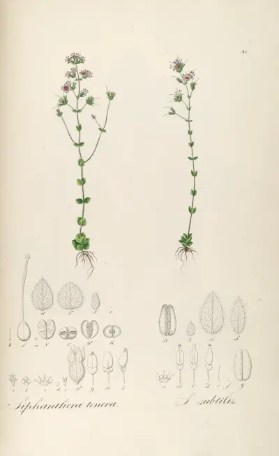 Siphanthera tenera, Siphanthera subtilis von Johann Baptist Emanuel Pohl