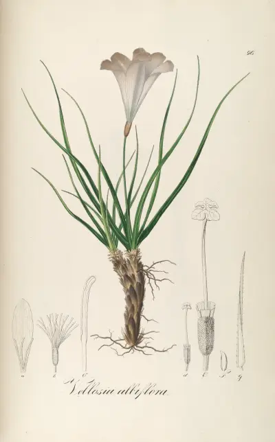 Vellozia albiflora, Johann Baptist Emanuel Pohl