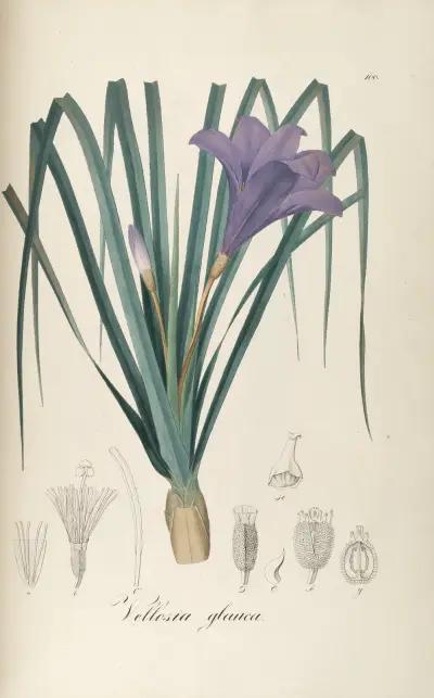 Vellozia glauca, Johann Baptist Emanuel Pohl