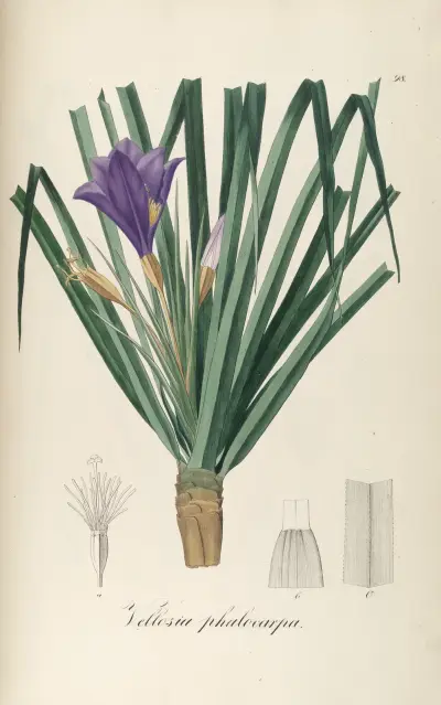 Vellozia phalocarpa von Johann Baptist Emanuel Pohl