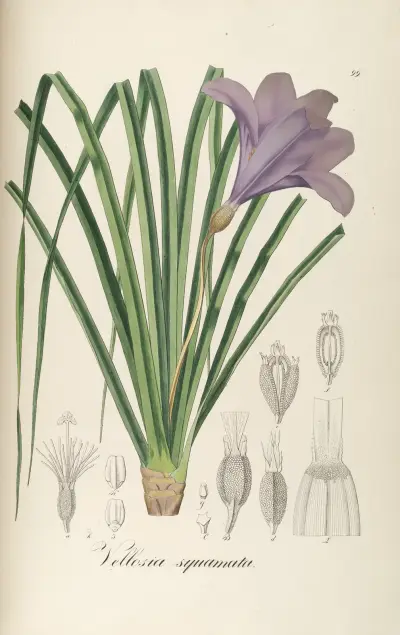 Vellozia squamata von Johann Baptist Emanuel Pohl