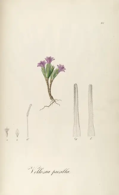 Vochysia pumila, 1827 – Nr. 2 von Johann Baptist Emanuel Pohl
