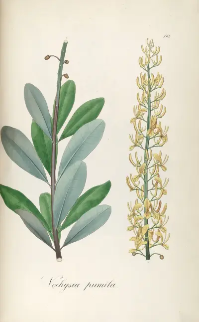 Vochysia pumila, 1827 – Nr. 1 von Johann Baptist Emanuel Pohl