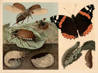 Cockchafer and butterfly av Emil Schmidt
