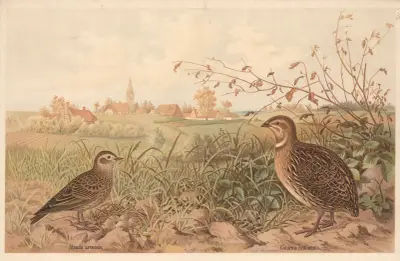Křepelka polní (Coturnix communis), Emil Schmidt