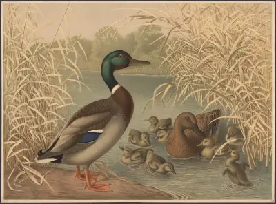 Enten von Emil Schmidt