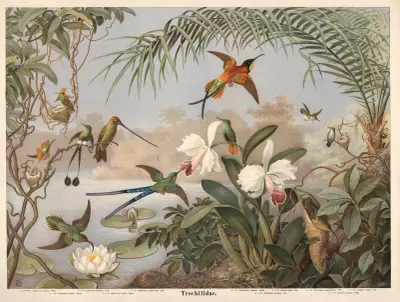 Kolibri von Emil Schmidt