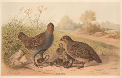Koroptve (Perdix cinerea), Emil Schmidt