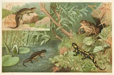 Mlok, ještěrka, ropucha, Emil Schmidt