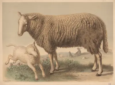 Ovce, Emil Schmidt