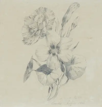 Nelkenblüten und Knospen av Emilie Preyer