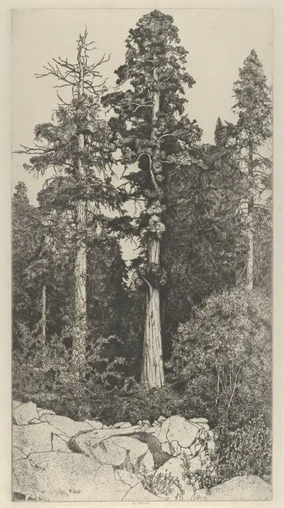Liten sequoia av Ernest Haskell