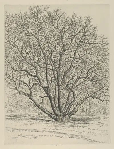 Obrovský platan, Ernest Haskell