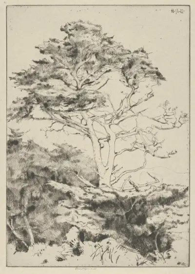 Cypress vid Point Lobos av Ernest Haskell