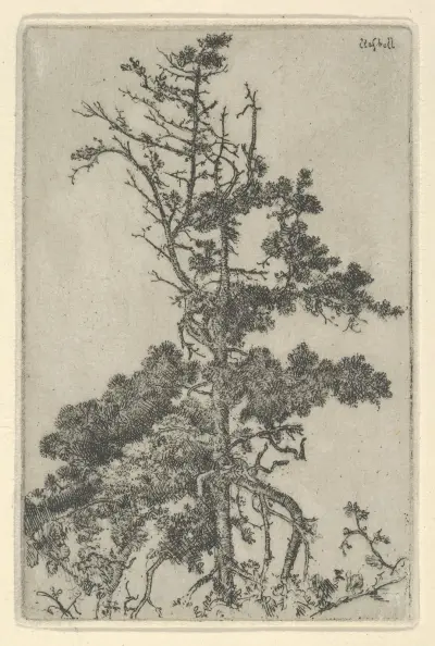 Tree Top av Ernest Haskell