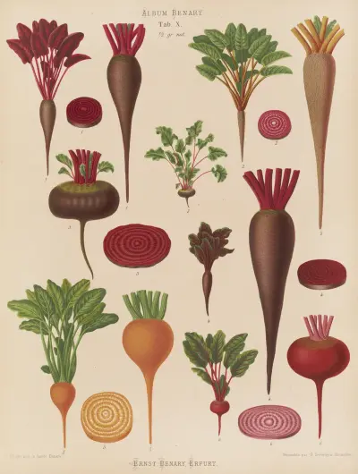 Beets av Ernst Benary