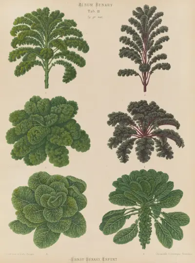 Borecoles or Kales. Brussel Sprouts av Ernst Benary