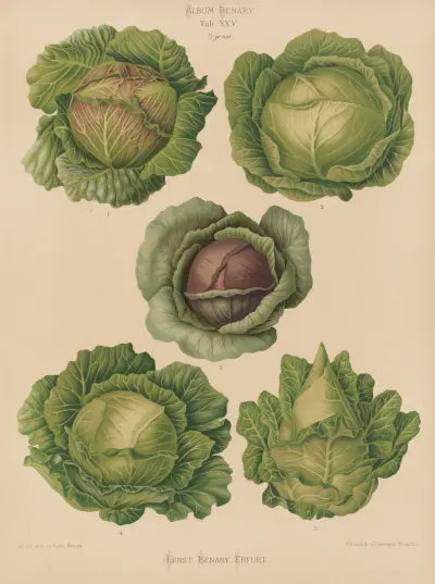 Cabbages, 1876 – nr 2 av Ernst Benary
