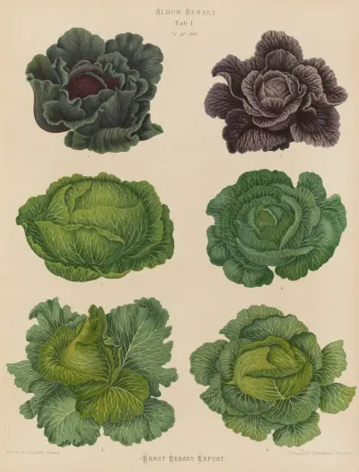 Cabbages, 1876 – nr 1 av Ernst Benary