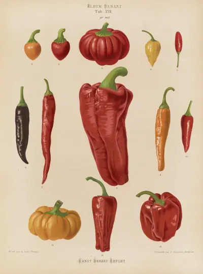 Capsicums, or Chili Peppers av Ernst Benary