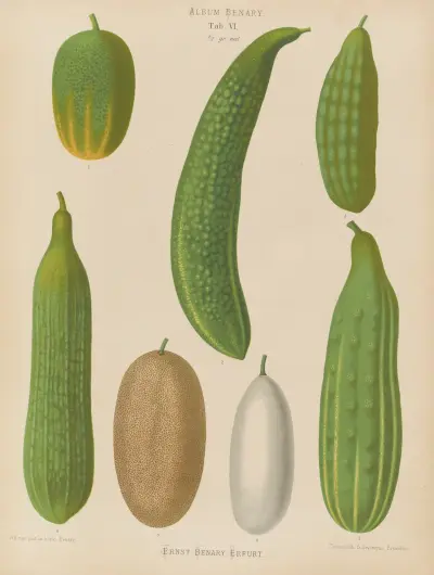 Cucumbers av Ernst Benary