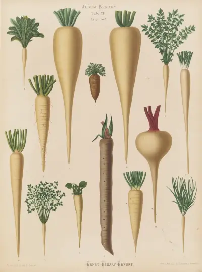 Culinary Roots av Ernst Benary