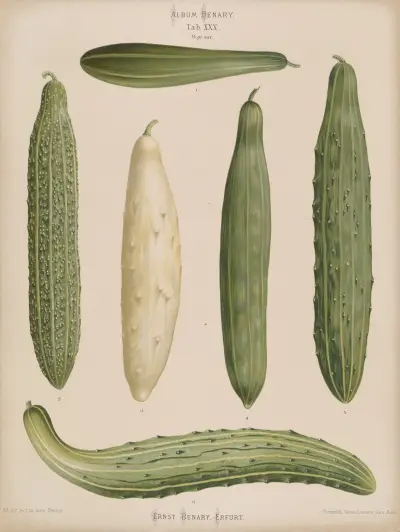 Frame Cucumbers av Ernst Benary