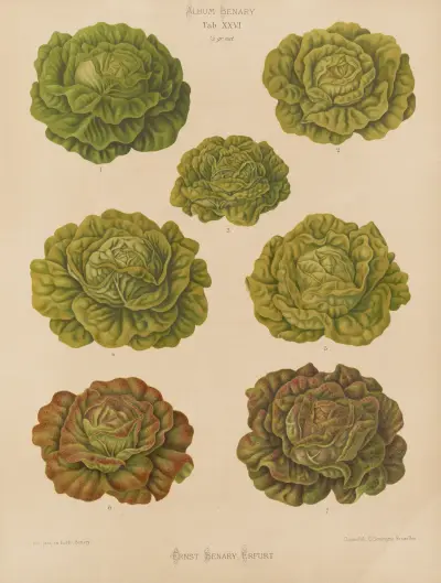 Salate – Kohlsorten, 1876 – Nr. 3 von Ernst Benary