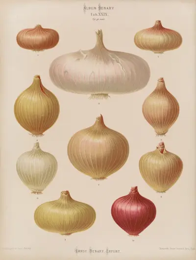 Onions, 1876 – nr 2 av Ernst Benary