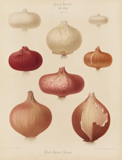 Onions, 1876 – nr 1 av Ernst Benary