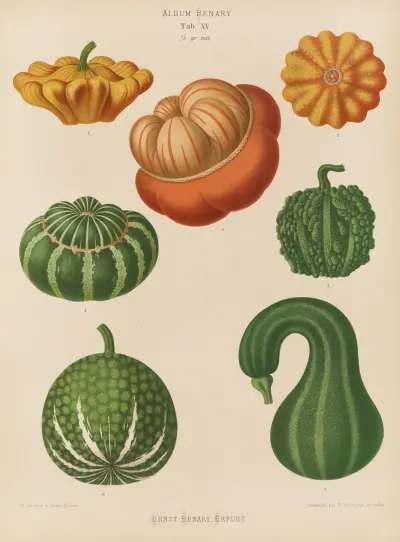 Ornamental Gourds av Ernst Benary