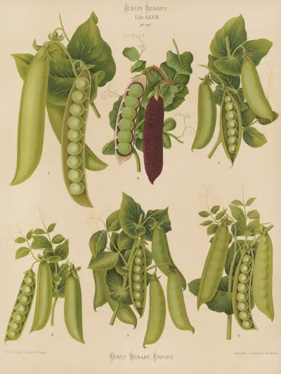 Peas av Ernst Benary